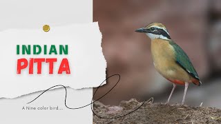 Indian Pitta  Pitta brachyura birds trending [upl. by Ditmore]