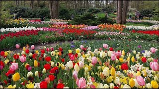 Keukenhof Gardens 2024 [upl. by Salakcin]