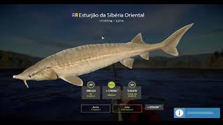 East Siberian Sturgeon 111475kg  Russian Fishing 4 [upl. by Ellenahs358]