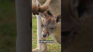 Le Kangourou  Un Animal Fascinant kangourou animaux faune australia [upl. by Abisha]