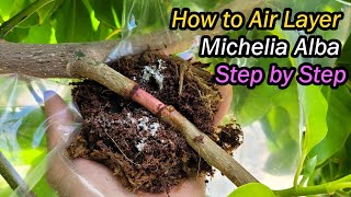 How to Air Layer Michelia Alba White Chamaca Step by Step  Magnolia Alba Propagation 白兰空中压条繁殖 [upl. by Thurmond]