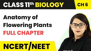 Anatomy of Flowering Plants  Full Chapter Explanation  Class 11 Biology Chapter 6  NCERTNEET [upl. by Notwal]