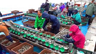 Amazing Process of MassProducing Porridge Made From Live Abalone Korean Seafood Factory [upl. by Hamer]