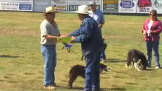 2008 Champion Sheep Dog [upl. by Midan203]