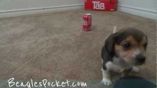 Tiny Beagle Puppies Cute Miniature Beagles Playing 5 Weeks Pocket Beagle Litter 4 Sale [upl. by Canute]