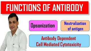 Functions of antibody or immunoglobulin [upl. by Drofdeb]