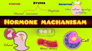 होर्मोन क्रियाविधिmachanisam Of Hormone In HindiHormone Full Details Hindi Hormone Ki Kriyavidhi [upl. by Asiaj]