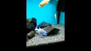 Melanochromis johanni eastern Gome display [upl. by Aibonez117]