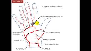 IRRIGACION DE LA MANO GRUPO ATLAS ANATOMIA GERG [upl. by Mackey]