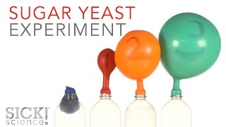 Sugar Yeast Experiment  Sick Science 229 [upl. by Sollars]