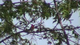 Male House Finch Singing His Song [upl. by Keeryt]