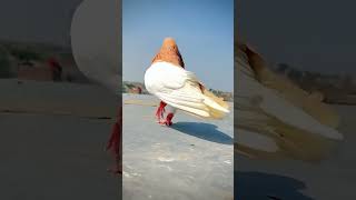 KABOOTER PUNJABI KABOOTER 13 KINGbirds pigeon short viralvideo [upl. by Viviane]