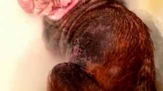 Demodex mite cure for dogs [upl. by Eelrebmyk825]