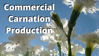 Grow Commercial Carnations for profit [upl. by Lejeune969]