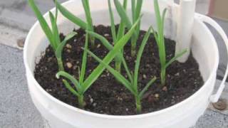 Planting Garlic in Containers [upl. by Samot]