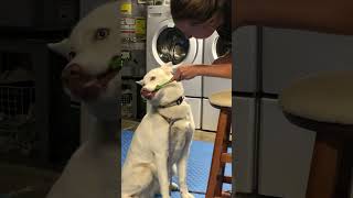 Chelsea explains how to teach a dog for consenting to tooth brushing [upl. by Sweyn]