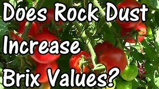 Does Rock Dust Increase Brix Values Part 1  Tomatoes [upl. by Wemolohtrab]