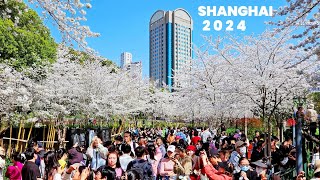 Shanghai Best Cherry Blossom Spots in Downtown Walk Tour2024 China Travel 上海市中心的最佳免费赏樱胜地漫步 [upl. by Enytsirk72]