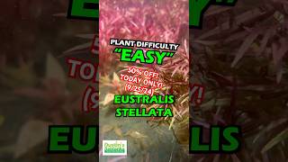 🚨50 OFF🚨Eustralis Stellata 50 OFF Today Only 92524 [upl. by Mcintyre]