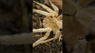 Biss zum Tod🕷️💀Brasilianische Wanderspinne  Giftigetiere Überlebenskampf [upl. by Malcolm]