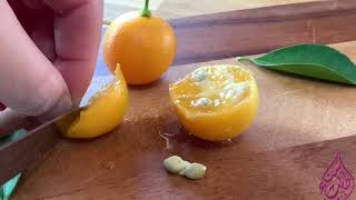 البرتقال الصيني نعمل منه أطيب مربىKumquat jam recipe 2020 [upl. by Shaner]