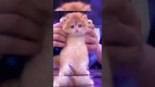 Cats dance APT APT 💕😻 apt cute catdance meow [upl. by Aratihc]