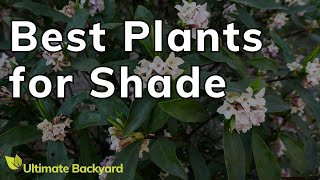 5 Stunning FullShade Loving Plants [upl. by Delbert]