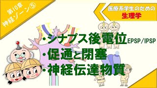 生理学 神経ゾーン⑤ 「シナプス後電位 EPSPIPSP」「促通と閉塞」「神経伝達物質」 [upl. by Nnyl]