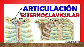 🥇 ARTICULACIÓN ESTERNOCLAVICULAR ¡Anatomía Rápida y Sencilla [upl. by Dnomasor]