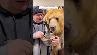 This bear get electric shock and rescued by a man and then [upl. by Adnovoj]