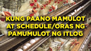 SCHEDULE AT ORAS NG PAMUMULOT NG ITLOG [upl. by Ilrac]