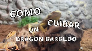 COMO CUIDAR un DRAGON BARBUDO  Cuidados BASICOS Pogona Vitticeps [upl. by Alleirbag]