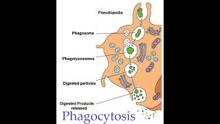 L47 Differentiation of monocytes into macrophages and mechanism of action of macrophages [upl. by Adnawuj288]