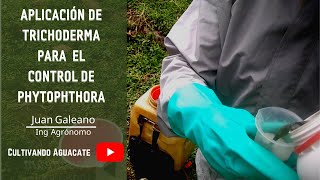 Aplicación de Trichoderma para el control de Phytophthora [upl. by Dafodil]