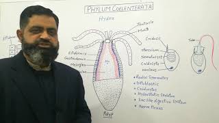 Phylum Coelenterata Urdu Hindi medium profmasoodfuzail Structure of Hydra  Cnidarians [upl. by Riatsala724]