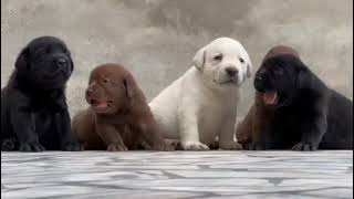 ultimate quality labrador puppies for sale in Delhi ncr  7428876405 [upl. by Assenav]