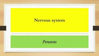 NERVOUS SYSTEM OF PENAEUS [upl. by Ykcim922]