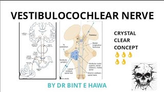 Vestibulocochlear nerve 8th cranial nerve head and neck gross anatomy DoctorNajeeb [upl. by Ynnaj]