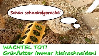 Wachtelfarm 113  Wachtel tot Grünfutter immer kleinschneiden [upl. by Anirtac]