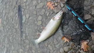 January Erie PA Tributary Steelhead 2024  Big Steelhead Float Fishing [upl. by Ellerol]