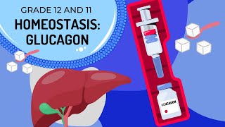 GLUCAGON HOMEOSTASIS The Endocrine System [upl. by Lucretia]