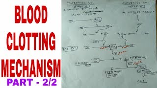 Blood clotting mechanism  22 [upl. by Sumahs407]