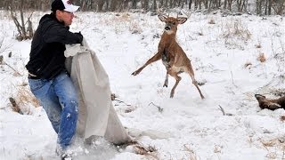 Locked Whitetail Bucks Freed Watch Their Antlers Get Sawed Off [upl. by Ydisac]