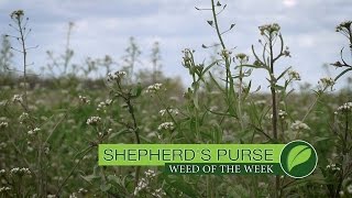 Weed of the Week 997 Shepherds Purse Air Date 51417 [upl. by Airdnalahs173]