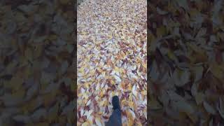 Some leaf ASMR for ya [upl. by Eetsirhc841]