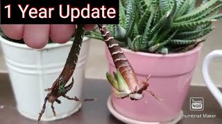 Zebra Haworthia How to grow by LEAF with One year update [upl. by Lehcim]