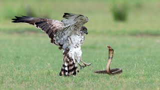 Hawk Vs Snake In A Big Fights Wild Animal Videos [upl. by Learsi]