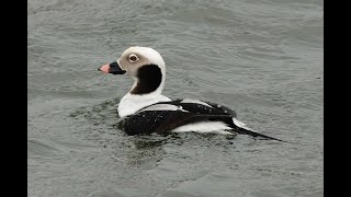 Longtailed Duck RSPB Snettisham Norfolk 4224 [upl. by Nap]