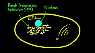 247 Explain how vesicles are used to transport materials within a cell [upl. by Giselle942]