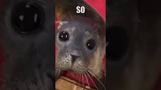 The seal version of beat it funny silly cool seal By HarborWaterDoggo [upl. by Htilil]